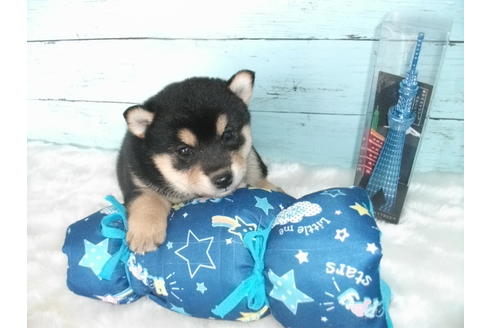 成約済の埼玉県の柴犬-108752の3枚目