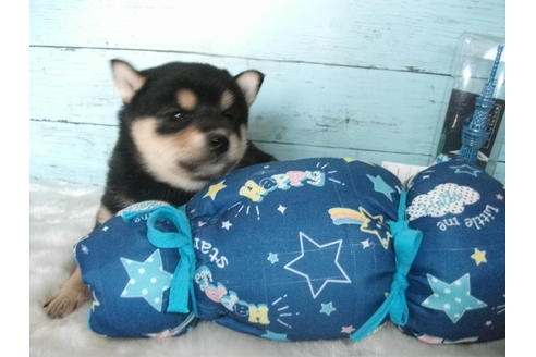 成約済の埼玉県の柴犬-108752の2枚目