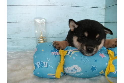 成約済の埼玉県の柴犬-108753の3枚目