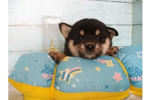 成約済の埼玉県の柴犬-108753の1枚目