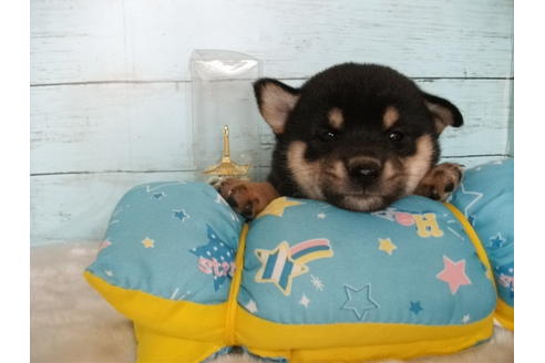 成約済の埼玉県の柴犬-108753の2枚目