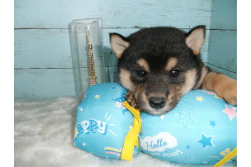 成約済の埼玉県の柴犬-108754の1枚目