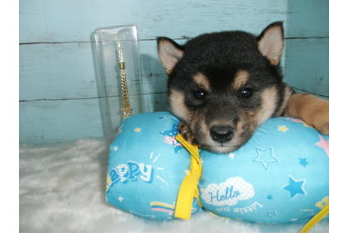 成約済の埼玉県の柴犬-108754の4枚目