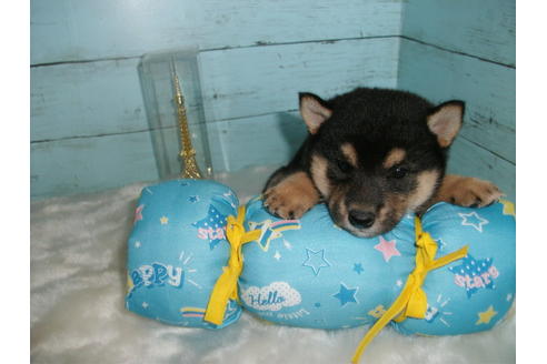 成約済の埼玉県の柴犬-108754の3枚目