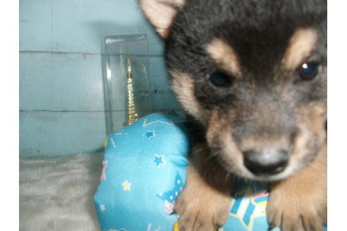 成約済の埼玉県の柴犬-108754の2枚目