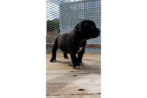 成約済の沖縄県のミックス犬-106465の27枚目