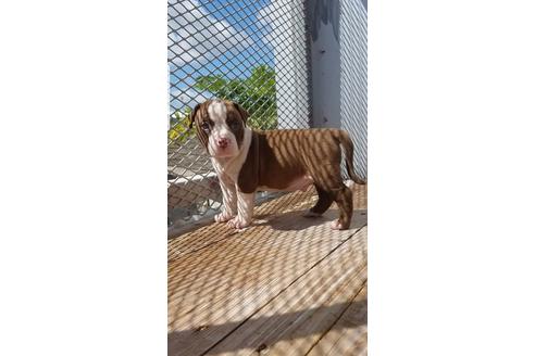 成約済の沖縄県のミックス犬-106463の25枚目
