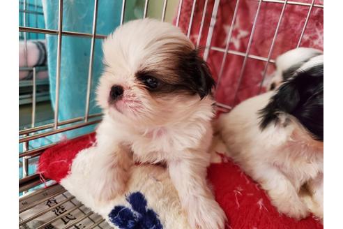 成約済の愛知県のミックス犬-107240の1枚目