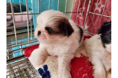 成約済の愛知県のミックス犬-107240の6枚目