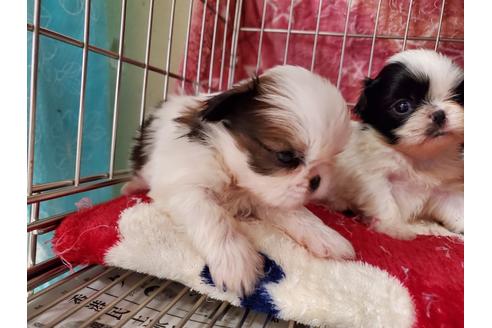 成約済の愛知県のミックス犬-107240の4枚目