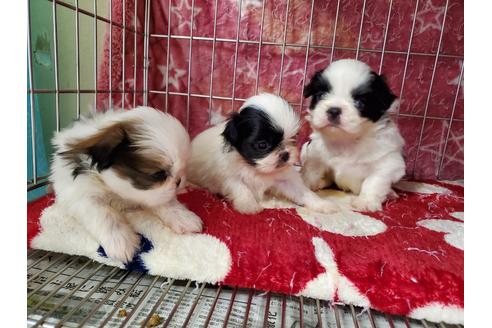 成約済の愛知県のミックス犬-107240の5枚目