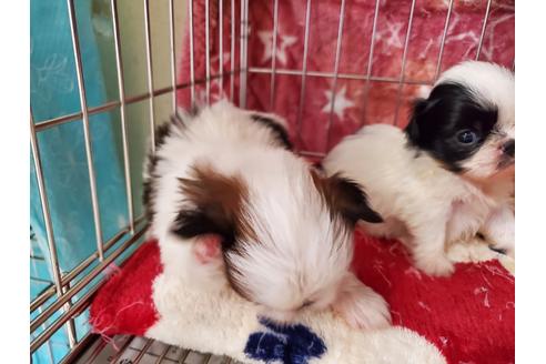 成約済の愛知県のミックス犬-107240の3枚目