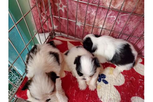 成約済の愛知県のミックス犬-107240の2枚目