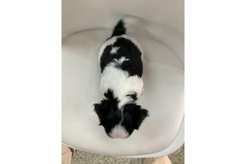 成約済の京都府のミックス犬-108799の4枚目