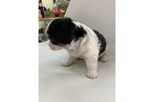 成約済の京都府のミックス犬-108799の2枚目