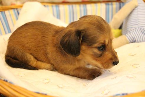 成約済の愛知県のカニンヘンダックスフンド(ロングヘアード)-107223の21枚目