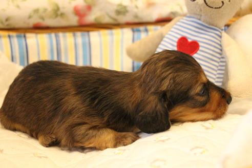 成約済の愛知県のカニンヘンダックスフンド(ロングヘアード)-107221の19枚目