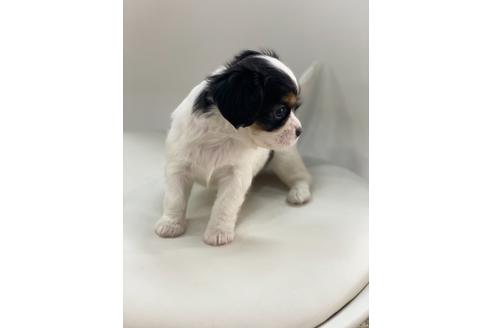 成約済の京都府のミックス犬-108812の4枚目