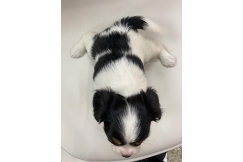 成約済の京都府のミックス犬-108812の3枚目