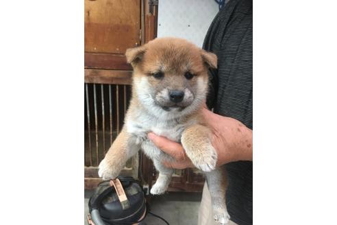 成約済の山梨県の柴犬-107936の1枚目