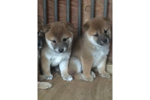 成約済の山梨県の柴犬-107936の2枚目