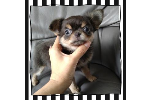 成約済の北海道のチワワ(ロングコート)-108894の5枚目