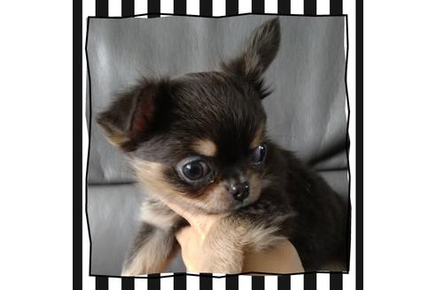 成約済の北海道のチワワ(ロングコート)-108894の4枚目