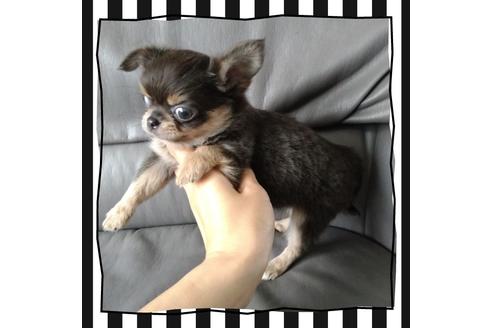 成約済の北海道のチワワ(ロングコート)-108894の3枚目