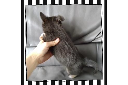 成約済の北海道のチワワ(ロングコート)-108894の2枚目