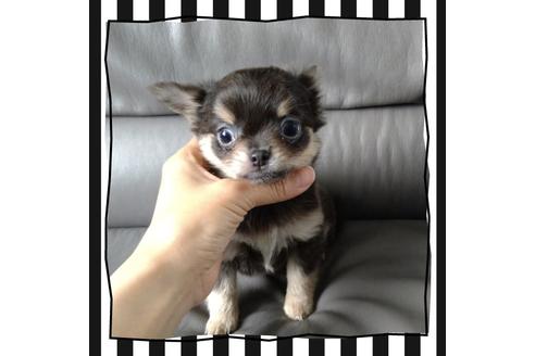 成約済の北海道のチワワ(ロングコート)-108895の5枚目