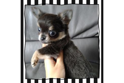 成約済の北海道のチワワ(ロングコート)-108895の4枚目