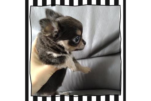 成約済の北海道のチワワ(ロングコート)-108895の3枚目