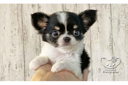 成約済の愛知県のチワワ(ロングコート)-108913の8枚目