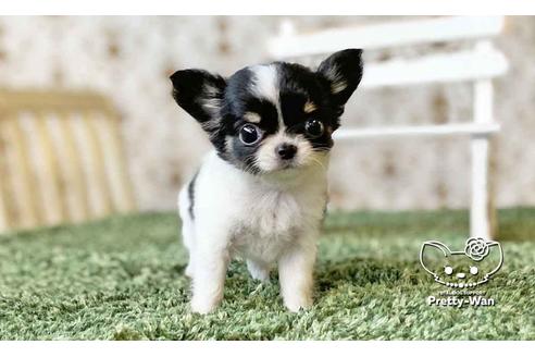 成約済の愛知県のチワワ(ロングコート)-108913の6枚目