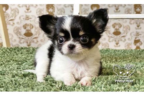 成約済の愛知県のチワワ(ロングコート)-108913の7枚目