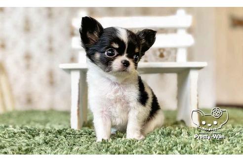 成約済の愛知県のチワワ(ロングコート)-108913の5枚目