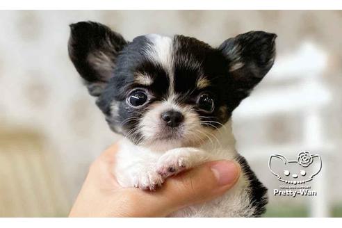 成約済の愛知県のチワワ(ロングコート)-108913の1枚目