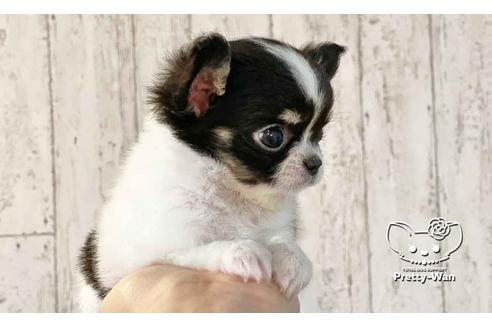 成約済の愛知県のチワワ(ロングコート)-108913の3枚目