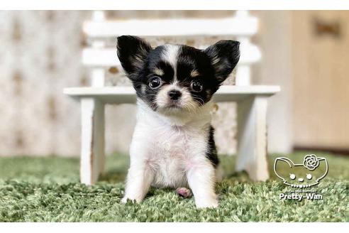 成約済の愛知県のチワワ(ロングコート)-108913の4枚目