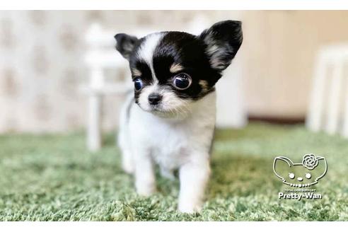 成約済の愛知県のチワワ(ロングコート)-108913の2枚目