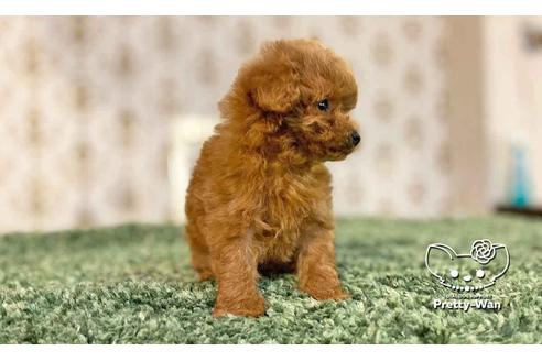 成約済の愛知県のトイプードル-108916の7枚目