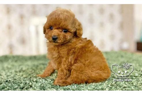 成約済の愛知県のトイプードル-108916の5枚目