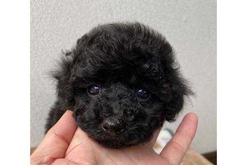 成約済の岡山県のタイニープードル-107907の18枚目