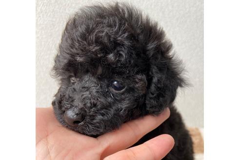 成約済の岡山県のタイニープードル-107907の16枚目