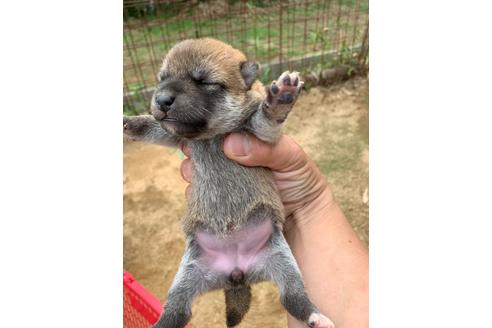 成約済の広島県の柴犬-108940の1枚目