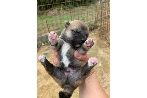 成約済の広島県の柴犬-108944の1枚目