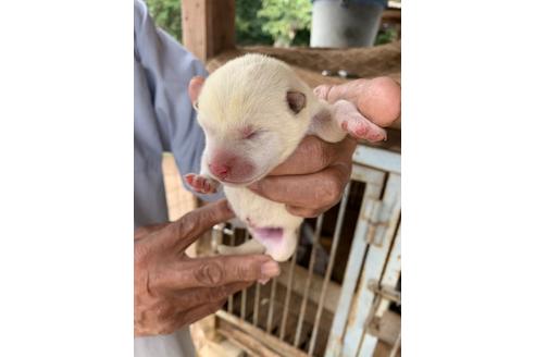 成約済の広島県の柴犬-108946の1枚目