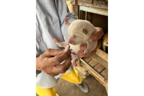 成約済の広島県の柴犬-108948の1枚目