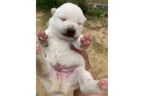 成約済の広島県の柴犬-108052の2枚目