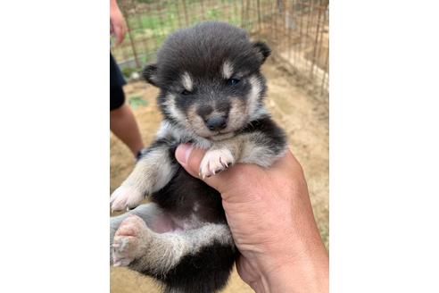 成約済の広島県の柴犬-108127の2枚目